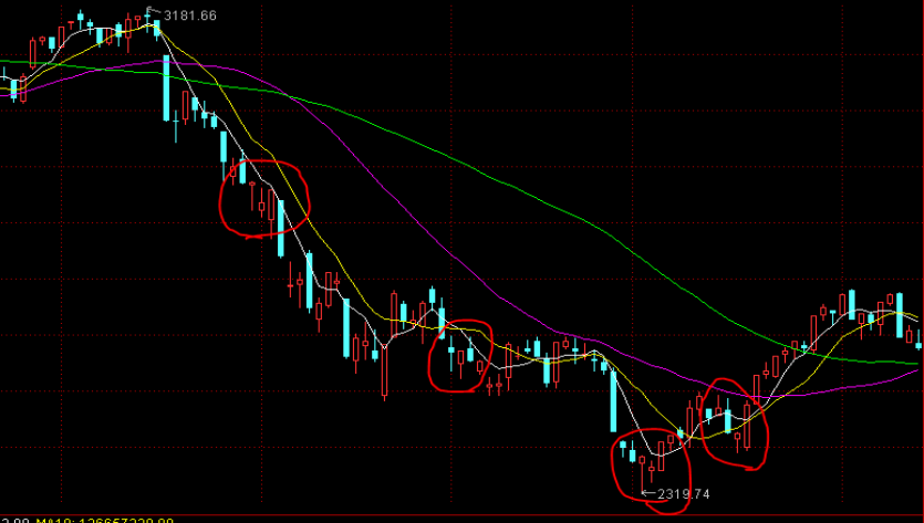 梅州海关供港澳活猪远程检疫监装模式正式启动